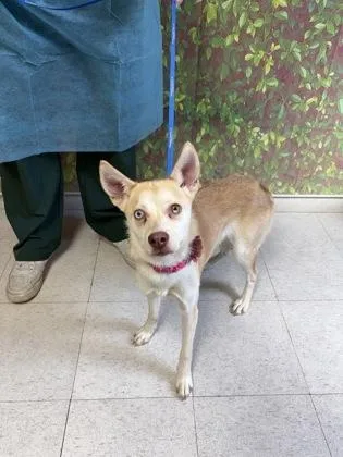 An adult small-sized female Terrier dog named Skylar for adoption in San Antonio, TX