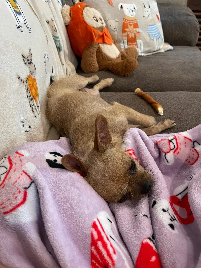 A young small-sized female Chihuahua dog named Chloe for adoption in Bastrop, TX