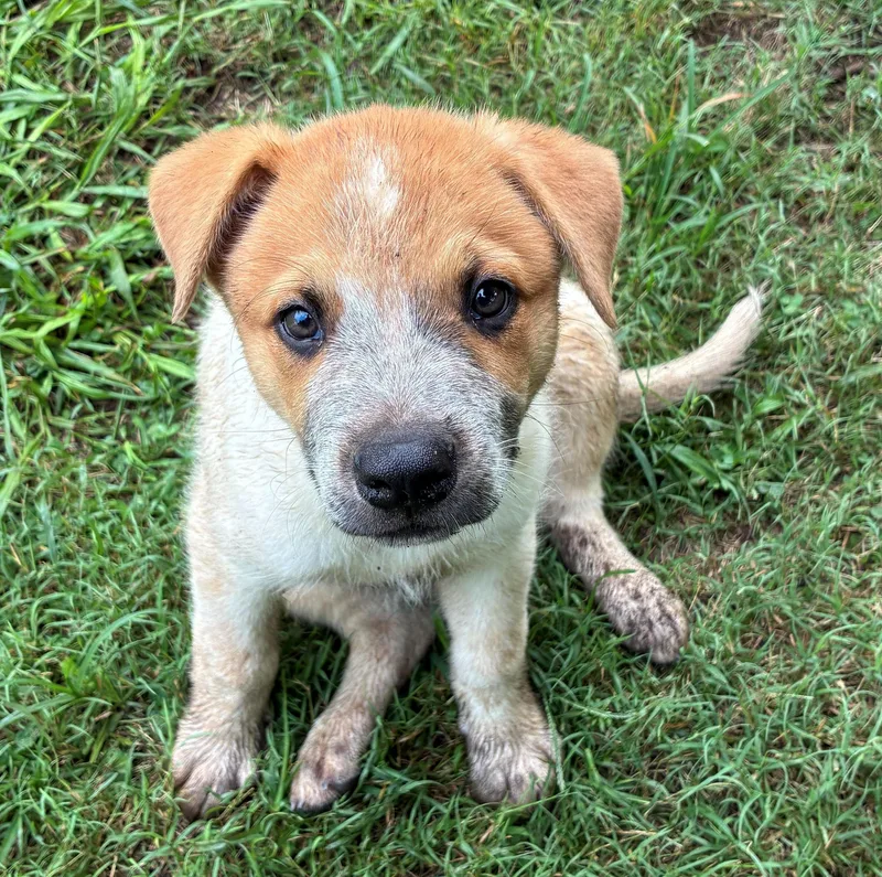 A baby medium-sized male Tricolor (Brown, Black, & White) Cattle Dog dog named Sorghum for adoption in Albany, NY