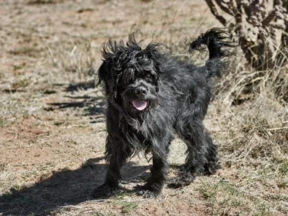 A young medium-sized male Mixed Breed dog named Jasper for adoption in Santa Fe, NM