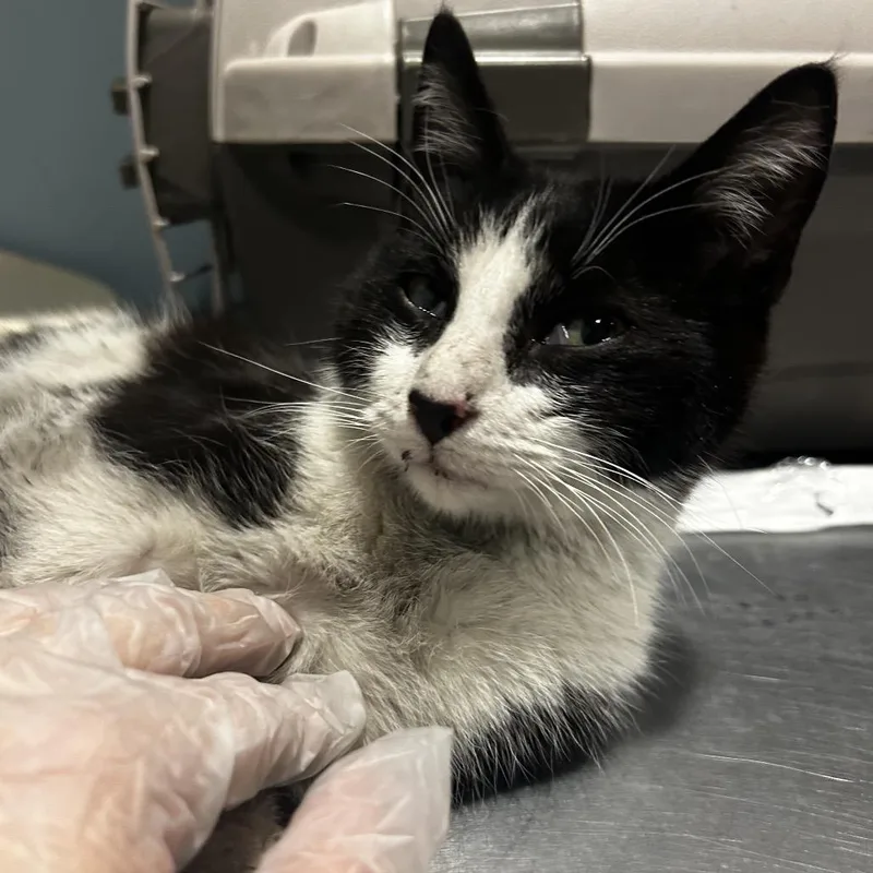 A young medium-sized male Black Domestic Short Hair cat named Nino for adoption in Chattanooga, TN