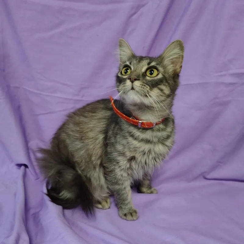 A young medium-sized male Domestic Medium Hair cat named Forest Gump for adoption in Coos Bay, OR