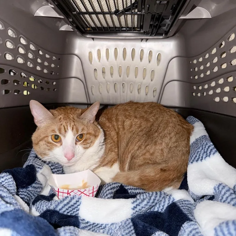 An adult large-sized male Orange / Red Domestic Short Hair cat named Chance for adoption in Middle Village, NY