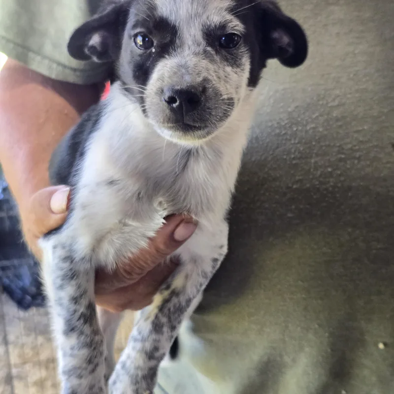 A baby small-sized male Pug dog named Monty for adoption in Zaleski, OH