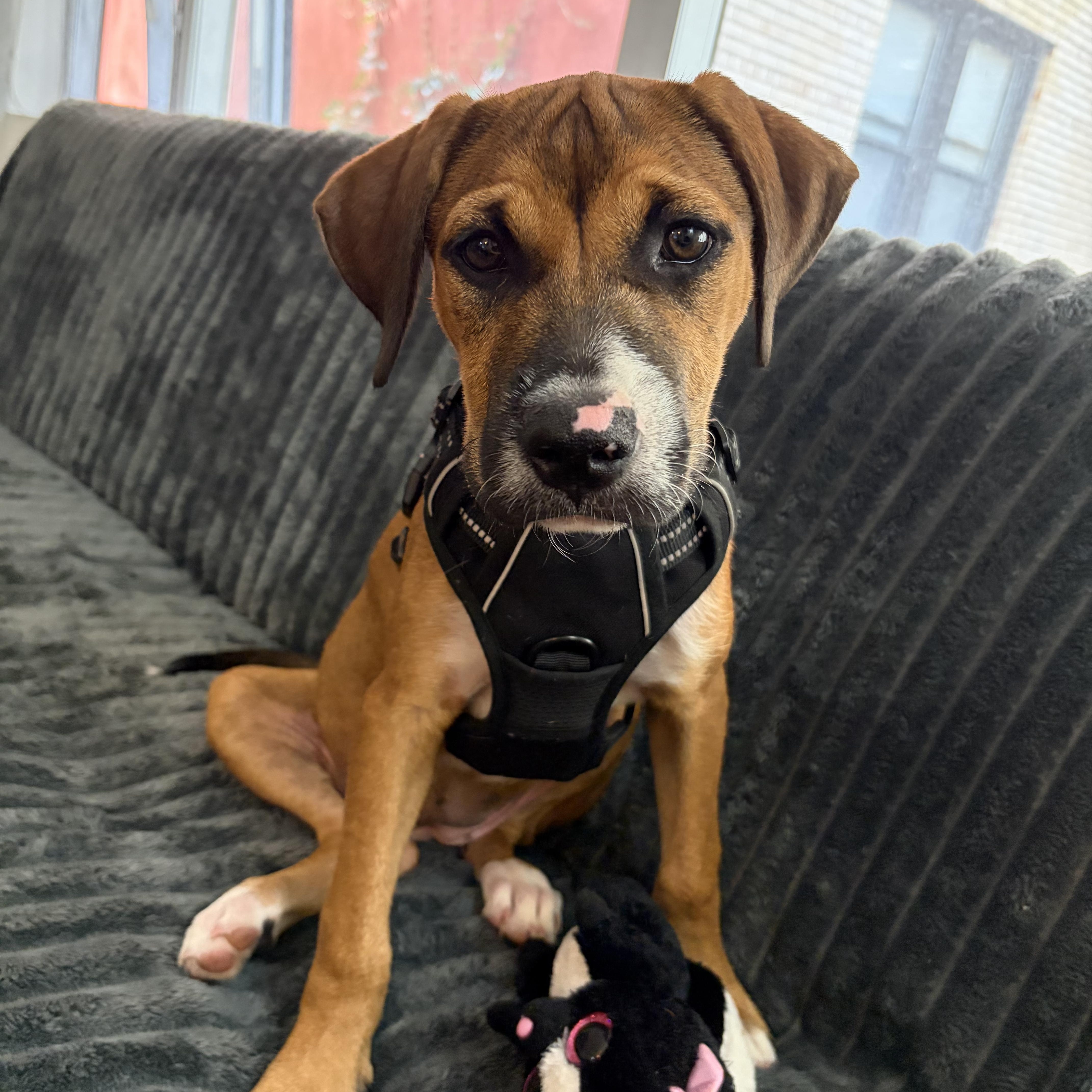 A baby medium-sized female Hound dog named Bindi for adoption in Seale, AL