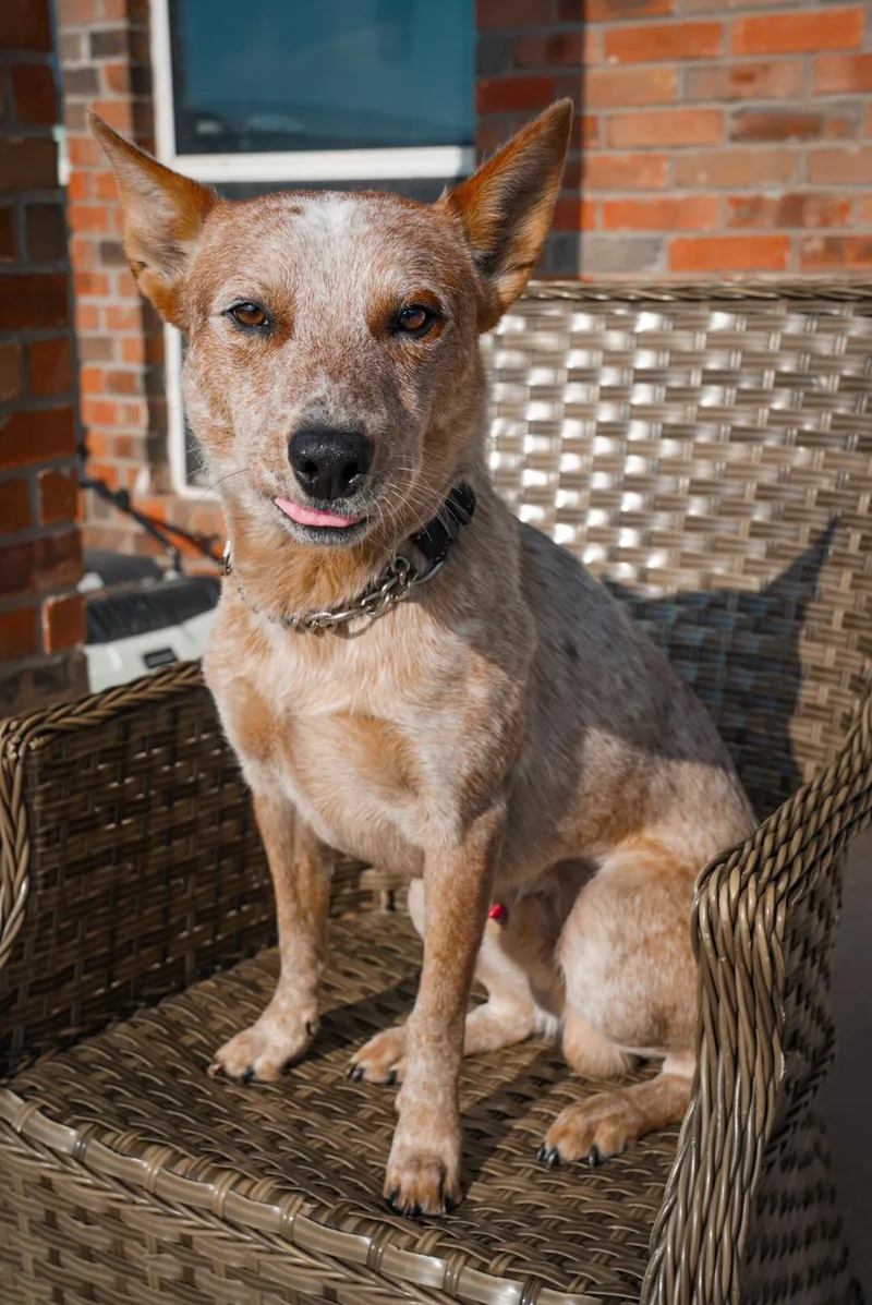 An adult medium-sized male Red / Chestnut / Orange Australian Cattle Dog / Blue Heeler dog named Cowboy for adoption in Los Angeles, CA