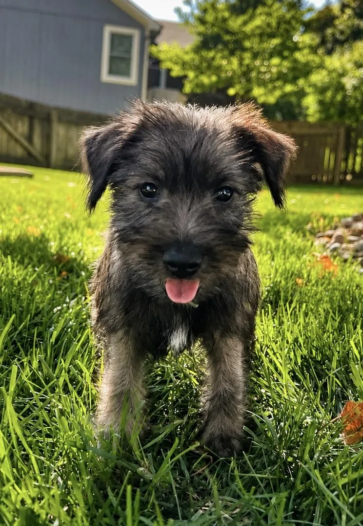 Penelope