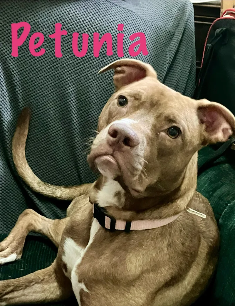 A young medium-sized female Red / Chestnut / Orange Pit Bull Terrier dog named Petunia for adoption in Shreveport, LA