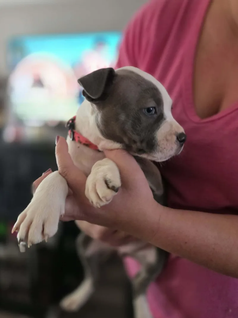 A baby small-sized female Pit Bull Terrier dog named Andrea for adoption in merrillville, IN