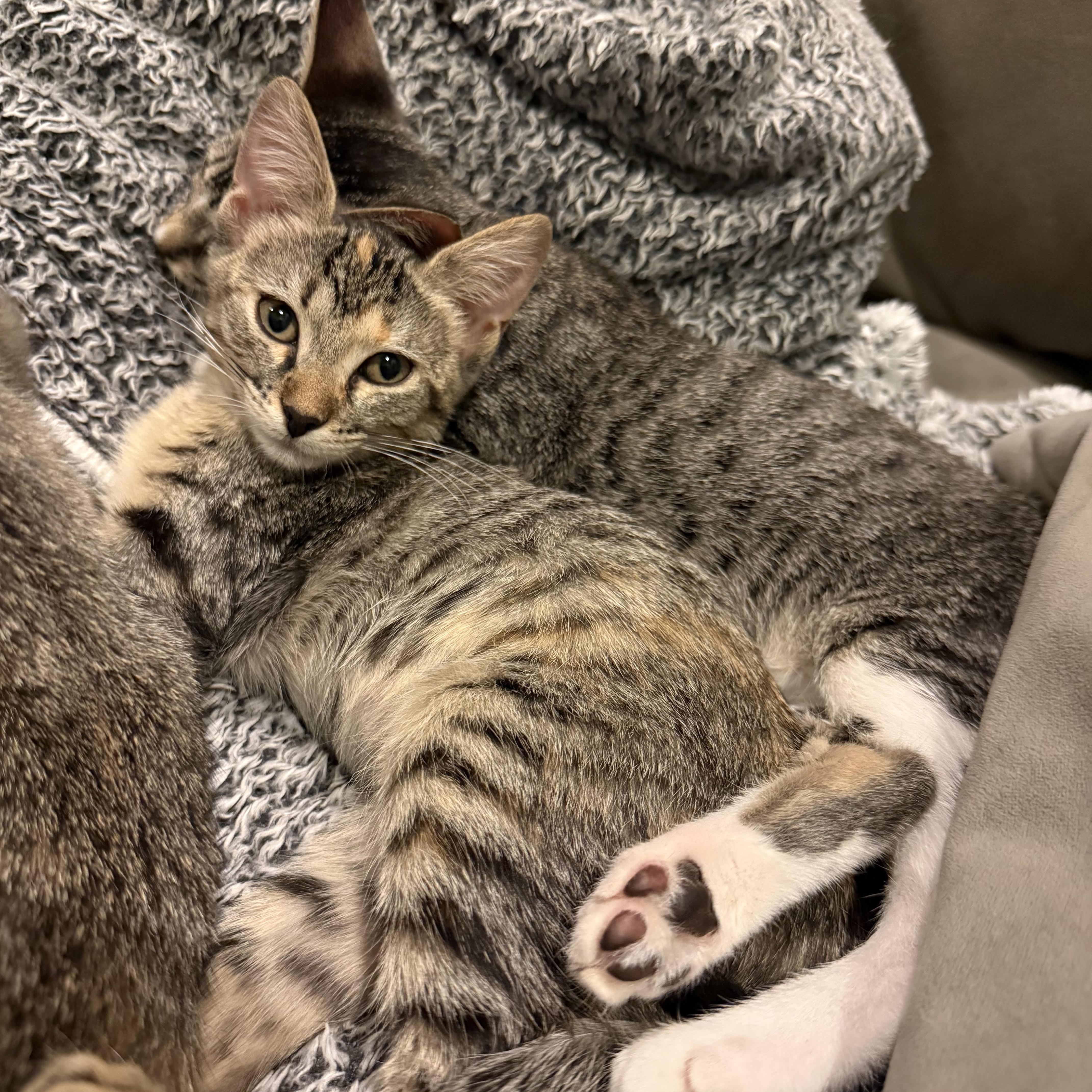 A baby medium-sized male Tabby (Brown / Chocolate) Domestic Short Hair cat named Hawk for adoption in Houston, TX