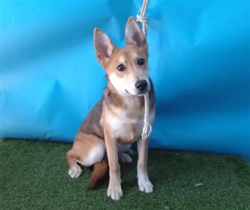 A young medium-sized female Siberian Husky dog named Muneca for adoption in Gardena, CA