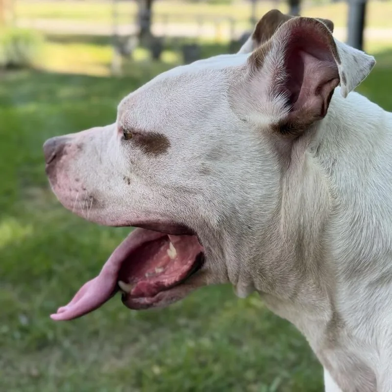 An adult large-sized male American Bulldog dog named Arnold for adoption in Dayton, OH