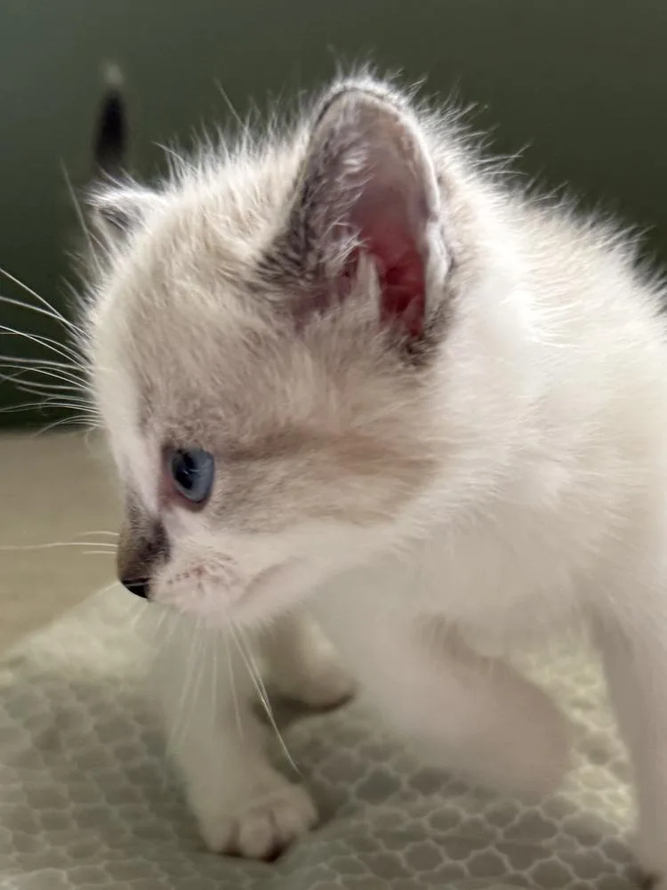 A baby medium-sized male Gray & White Domestic Short Hair cat named Jeremiah for adoption in Clinton Township, MI