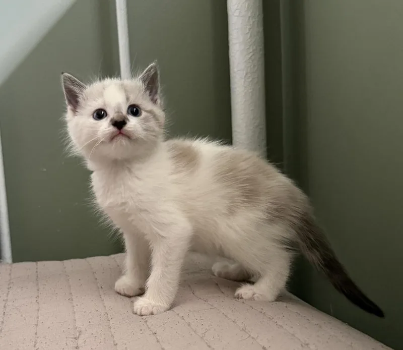 Jeremiah thumbnail 2