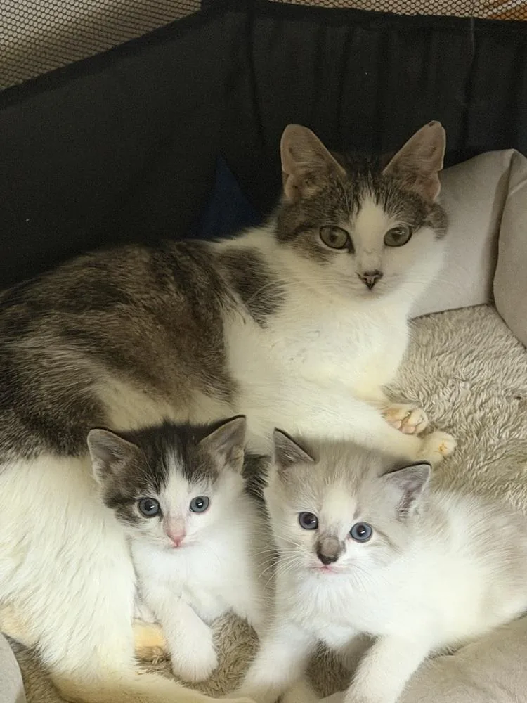 Jeremiah thumbnail 3