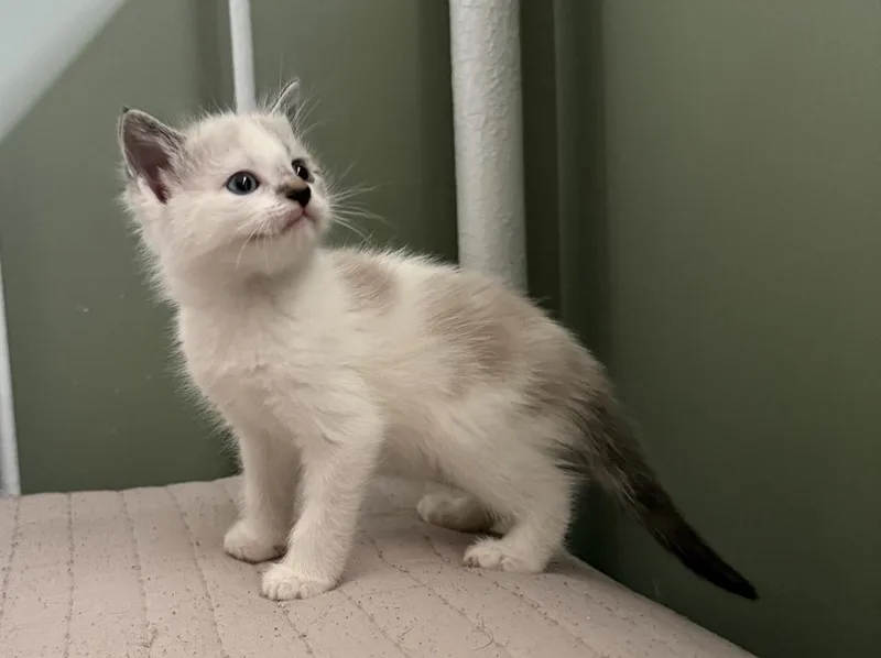 Jeremiah thumbnail 4