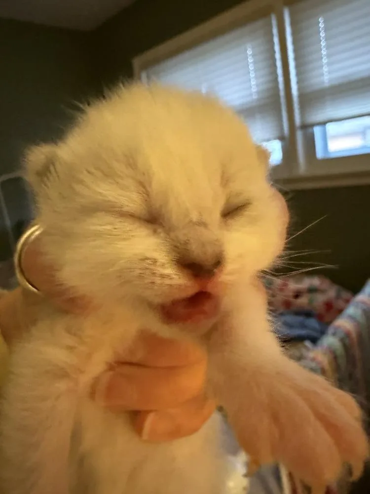 Jeremiah thumbnail 5