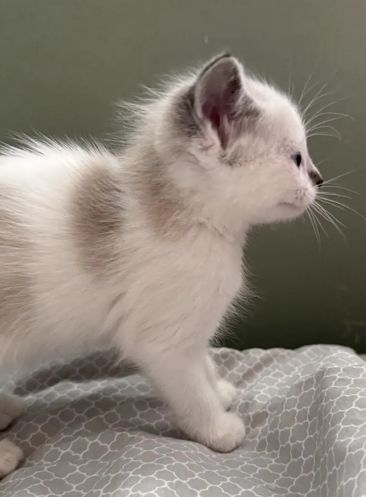 Jeremiah thumbnail 6