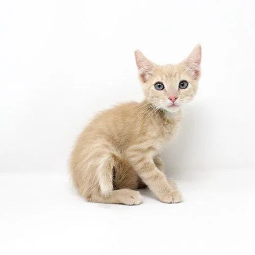 A baby medium-sized male Orange / Red Domestic Short Hair cat named Green Day for adoption in Florence, AZ