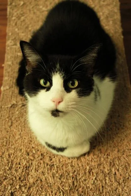 Sebastian thumbnail 2