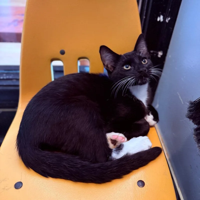 A baby medium-sized male Black Domestic Short Hair cat named Gilberto for adoption in Los Angeles, CA