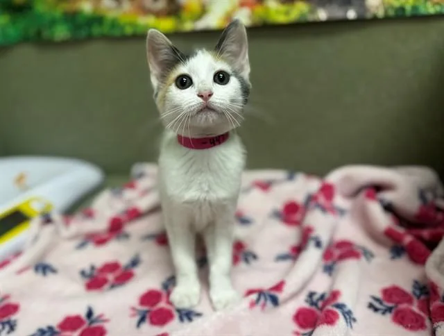 A baby small-sized female Domestic Short Hair cat named Cinnamon for adoption in Moreno Valley, CA
