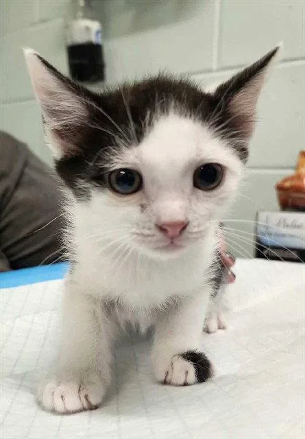 A baby small-sized female Black & White / Tuxedo Domestic Short Hair cat named Math Lab for adoption in Tavares, FL