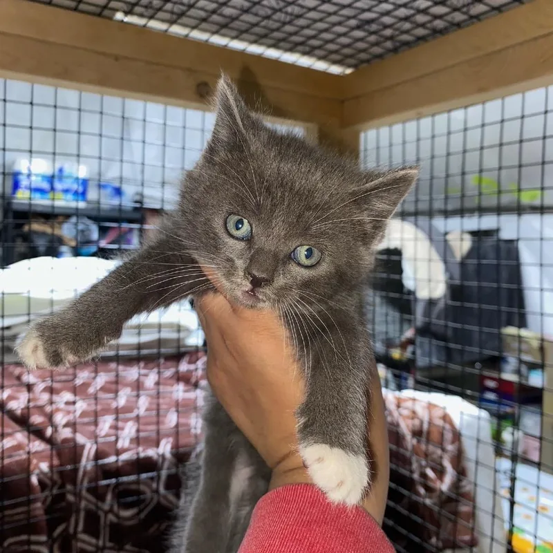A baby small-sized female Gray / Blue / Silver Domestic Short Hair cat named Stormi for adoption in Pacific Palisades, CA