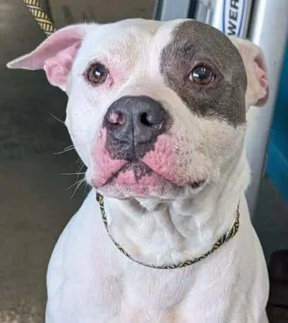 An adult extra large-sized male American Bulldog dog named Chopper for adoption in La Harpe, KS