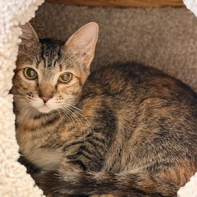 A baby small-sized female Domestic Short Hair cat named Aj for adoption in Gainesville, FL