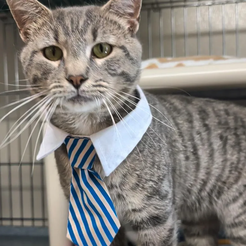 An adult medium-sized male Tabby (Gray / Blue / Silver) Domestic Short Hair cat named Travis for adoption in West Jefferson, OH