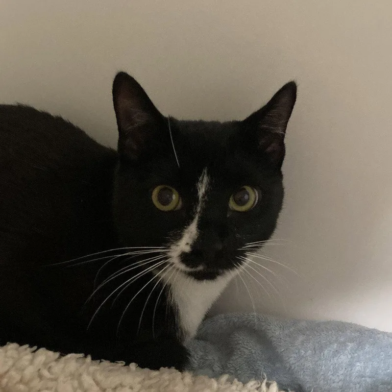 A young medium-sized female Domestic Short Hair cat named Penguin for adoption in New Castle, DE