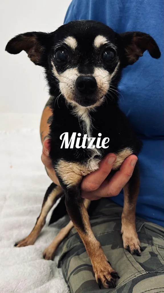 Mitzie