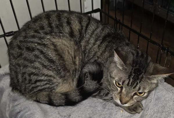 An adult medium-sized male Domestic Medium Hair cat named Ricky for adoption in Cleveland, TN