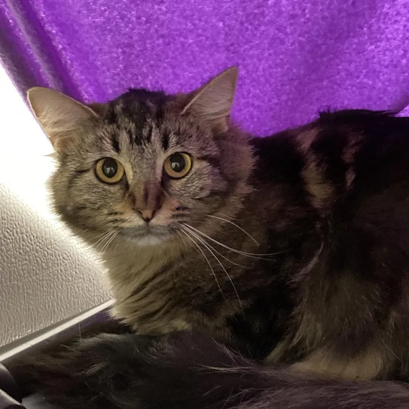 A young medium-sized female Brown / Chocolate Domestic Medium Hair cat named Zola for adoption in Oshkosh, WI