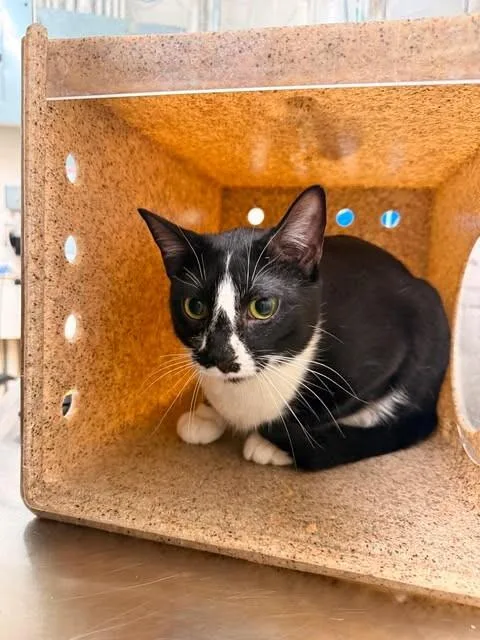 An adult large-sized male Black Domestic Short Hair cat named Willy for adoption in Fruit Heights, UT