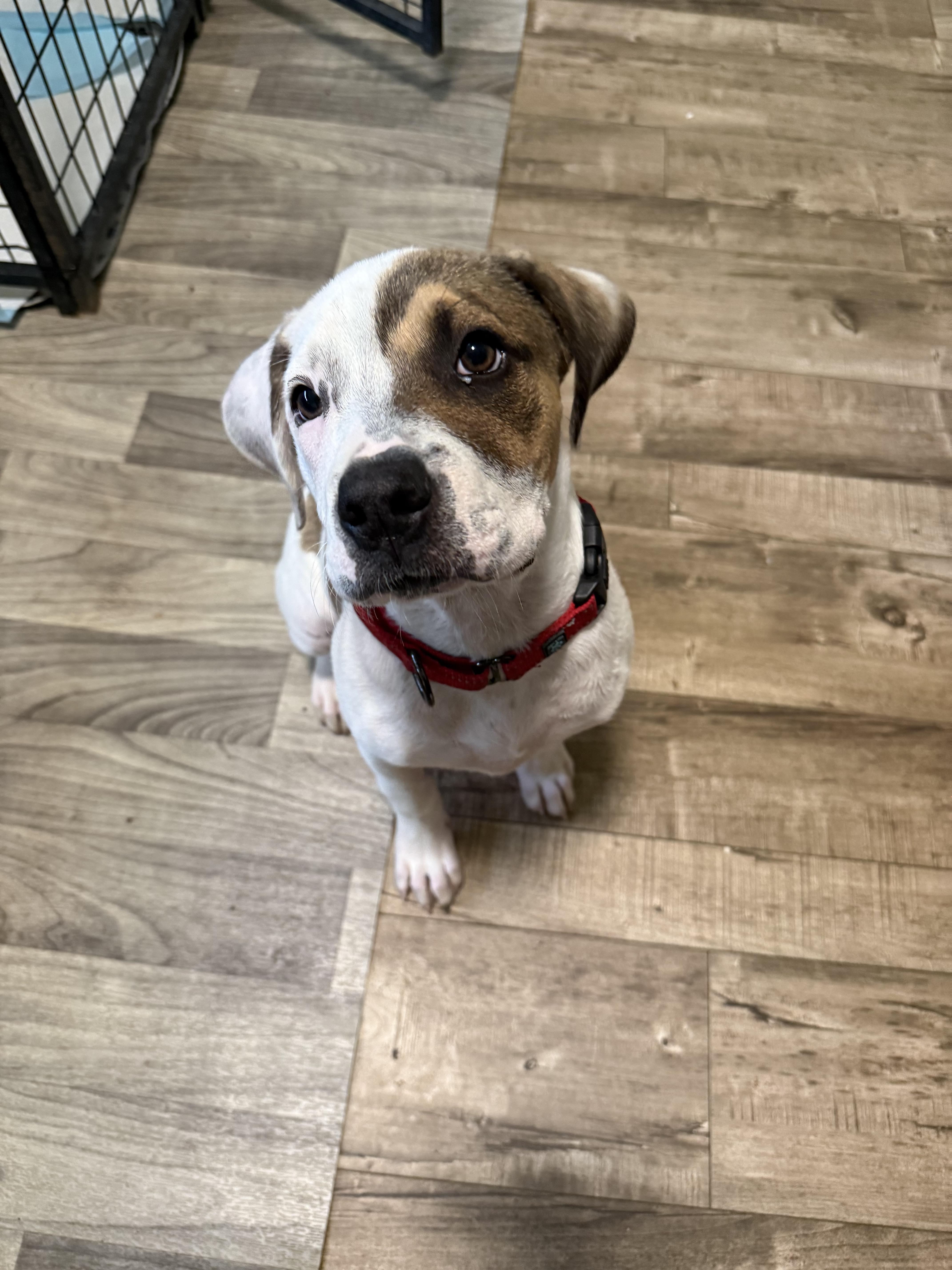 A baby medium-sized female Sable Pit Bull Terrier dog named Allie for adoption in Sacramento, CA