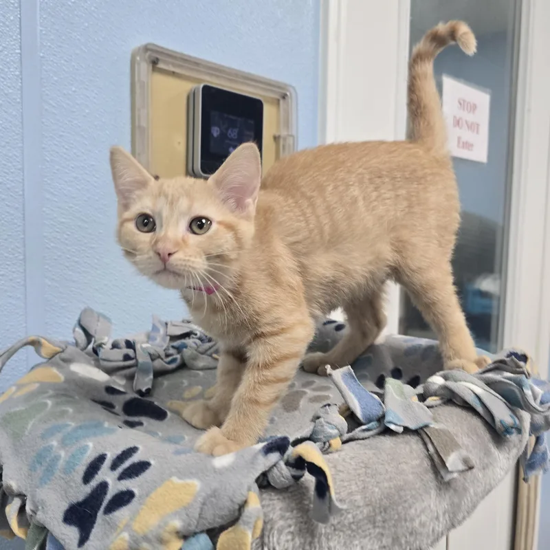 A baby medium-sized female Tabby (Orange / Red) Domestic Short Hair cat named Cassie for adoption in Farmington, MO