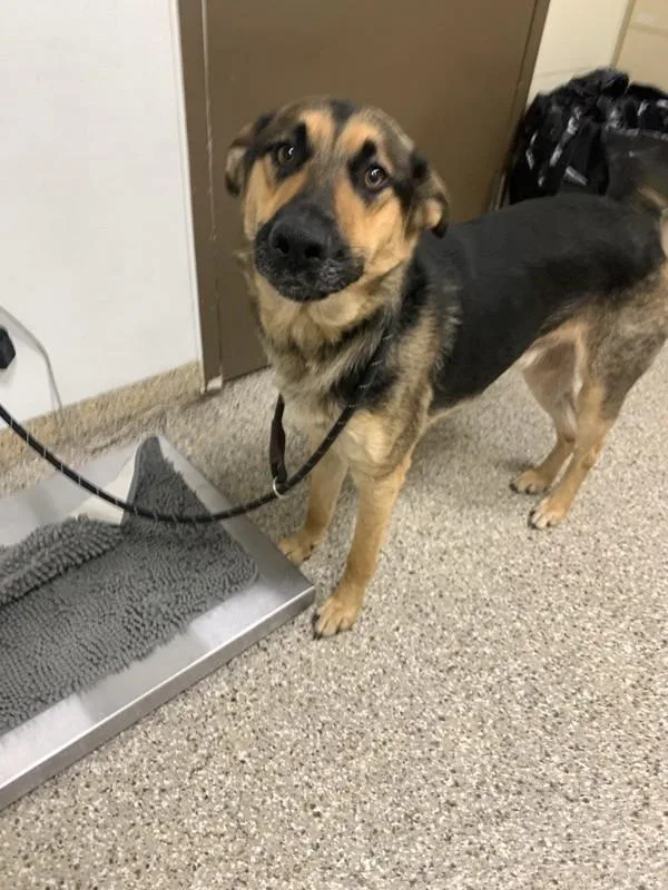 A young medium-sized male German Shepherd Dog dog named Rosco for adoption in Vancouver, WA