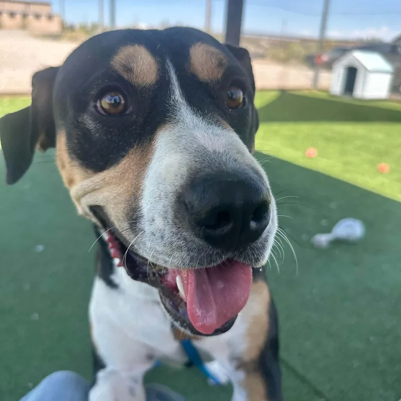 An adult large-sized male Greater Swiss Mountain Dog dog named Wrangler for adoption in Truth or Consequences , NM