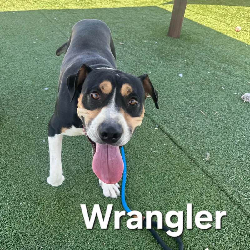Wrangler thumbnail 5