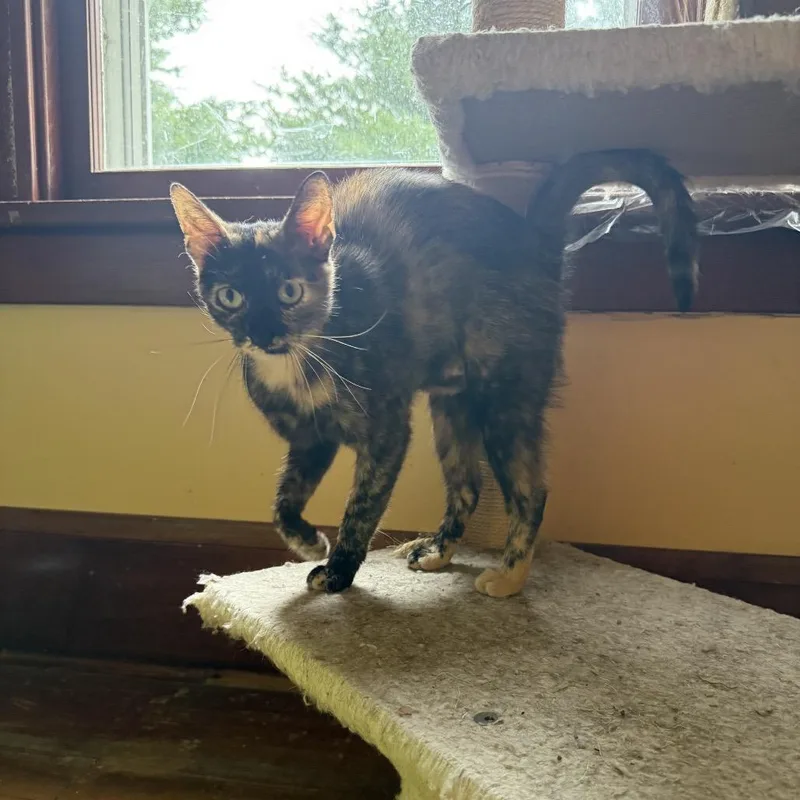 An adult medium-sized female Tortoiseshell Domestic Short Hair cat named Dutchess for adoption in Clinton, IL