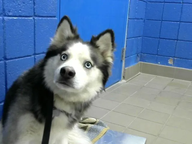 An adult medium-sized male Husky dog named Tyson for adoption in Albuquerque, NM