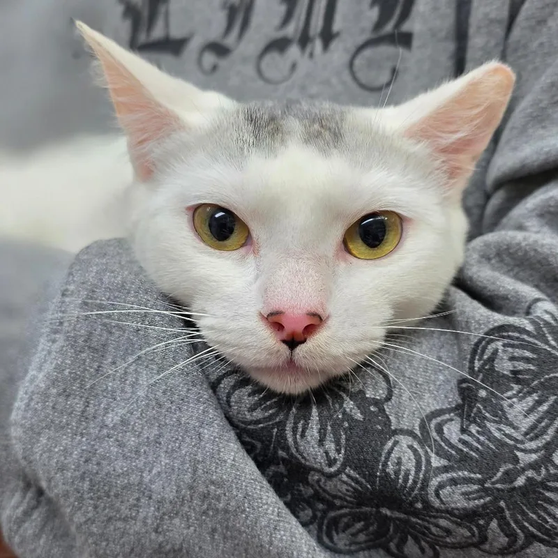 A young medium-sized female White Domestic Short Hair cat named Sailor Venus for adoption in Buellton, CA
