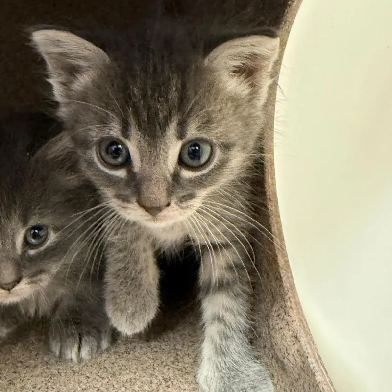 A baby small-sized female Gray / Blue / Silver Domestic Short Hair cat named Liz for adoption in Evensville, TN