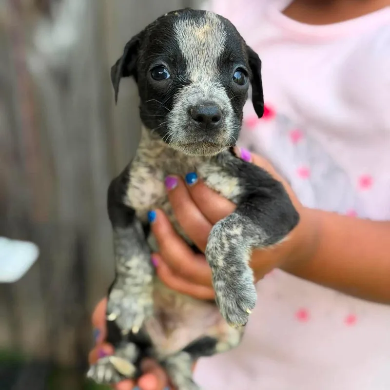 A baby small-sized female Black Mixed Breed dog named Janine for adoption in Buffalo, MN