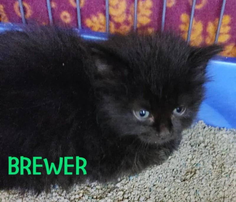 An adult medium-sized female Domestic Medium Hair cat named Brewerursula for adoption in Johnson City, TN