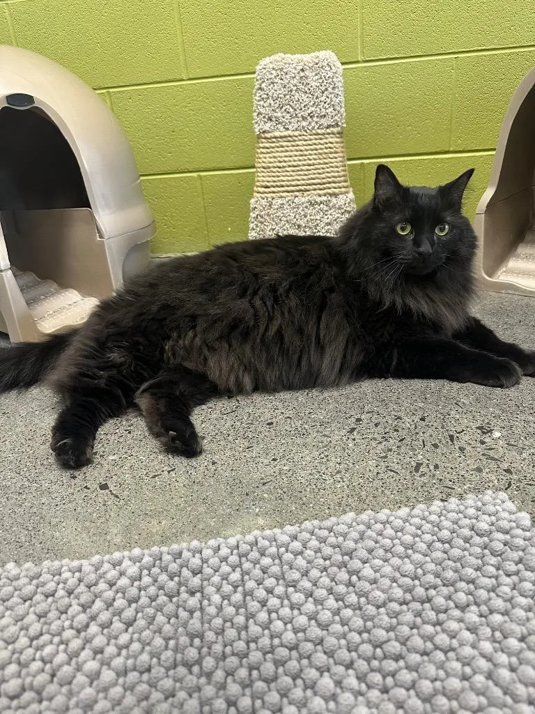 Brewerursula thumbnail 2