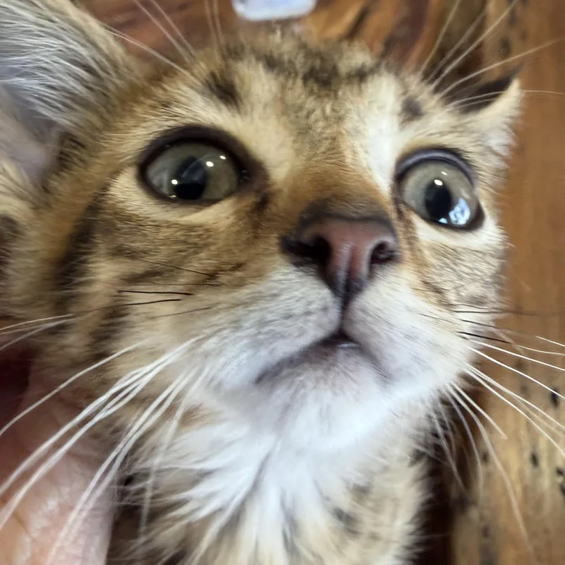 A baby small-sized male Tabby (Brown / Chocolate) Tabby cat named Dewey for adoption in Studio City, CA