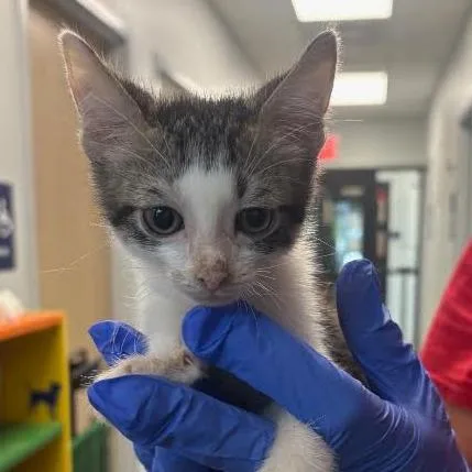 A baby small-sized male Gray / Blue / Silver Domestic Short Hair cat named Suede for adoption in Marshall, TX